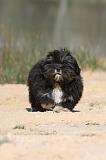 LHASSA APSO 016